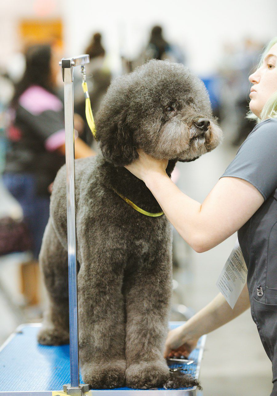 A groomer finishing a poodle's trim on the grooming table