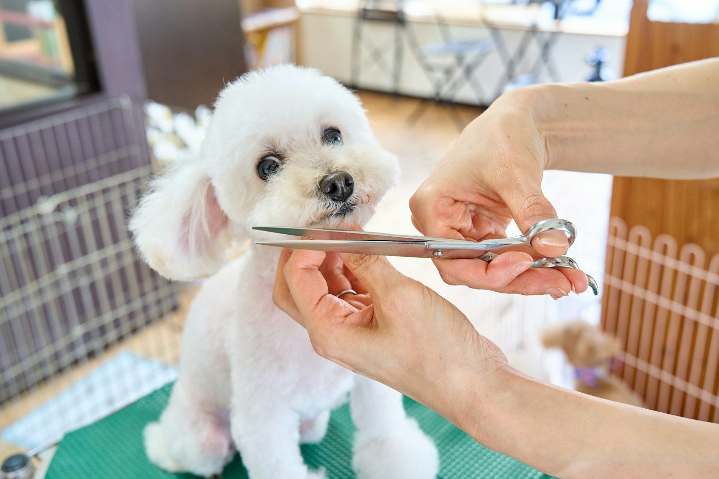A groomer scissoring a fluffy white puppy's face